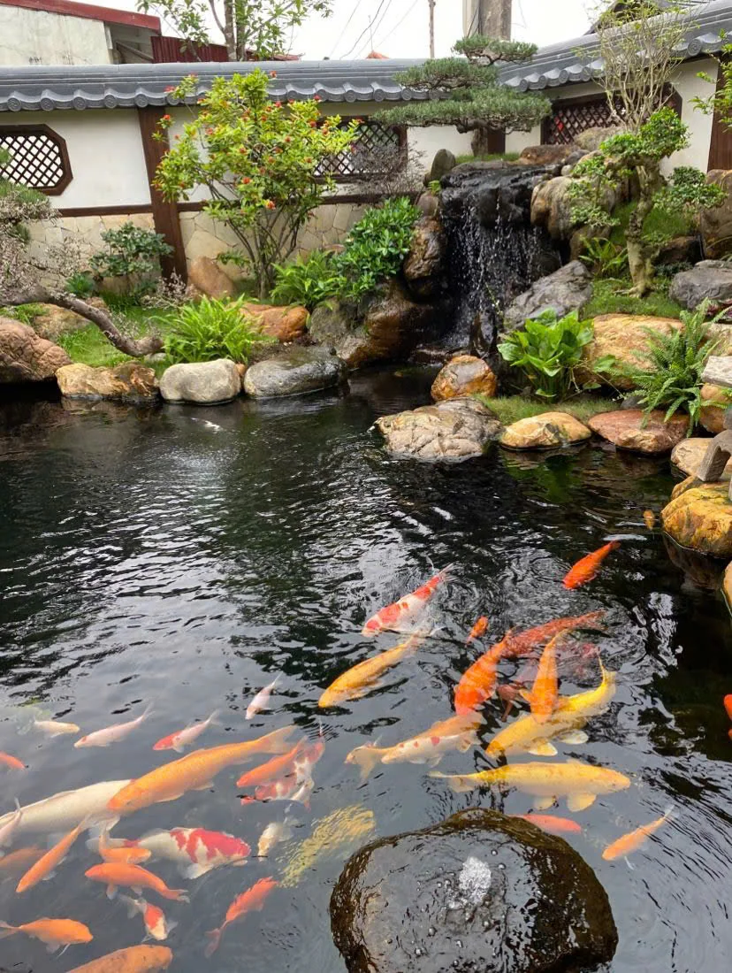 Cá Koi trong hồ cảnh
